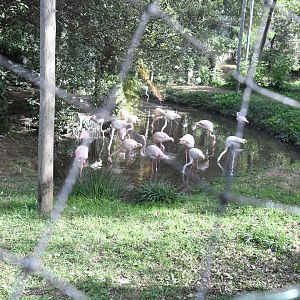 Flamingo Aviary (Zoo Lourosa)