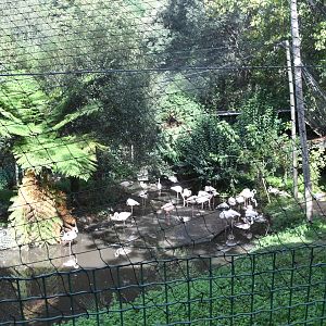 Flamingo Aviary (Zoo Lourosa)