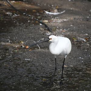 Eurasian Spoonbill (Zoo Lourosa)