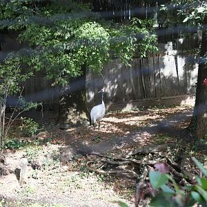 Red-crowned Cranes Aviary (Zoo Lourosa)