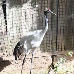 Red-crowned Crane (Zoo Lourosa)