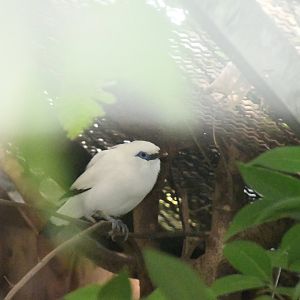 Bali Mynah (Zoo Lourosa)