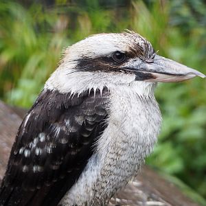 Laughing Kookaburra (Dacelo novaeguineae), 2022-09-14