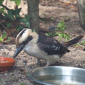 Laughing Kookaburra (Dacelo novaeguineae), 2022-09-15