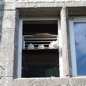 Pigeon coop in old farm building, 2022-09-15