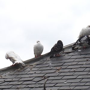 Domestic pigeons (Columba livia domestica), 2022-09-15