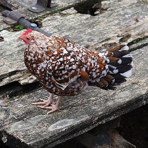 Bantam chicken (Gallus gallus domesticus), 2022-09-15