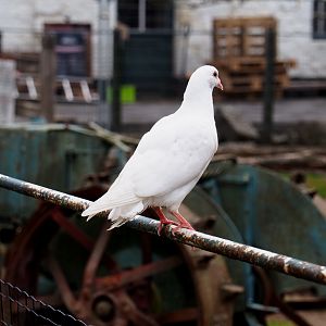White domestic pigeon (Columba livia domestica), 2022-09-15