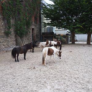 Farm area - Miniature horse paddock, 2022-09-15