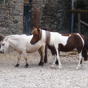 Miniature horses (Equus ferus caballus), 2022-09-15
