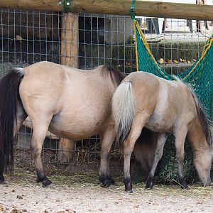 Miniature horses (Equus ferus caballus), 2022-09-15