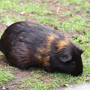 Domestic guinea pig (Cavia porcellus), 2022-09-15