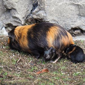 Domestic guinea pig (Cavia porcellus) with pups, 2022-09-15