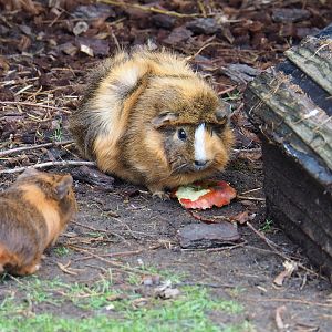 Domestic guinea pig (Cavia porcellus), 2022-09-15