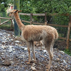 Vicuña (Vicugna vicugna), 2022-09-15
