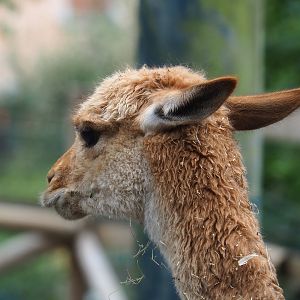 Vicuña (Vicugna vicugna), 2022-09-15