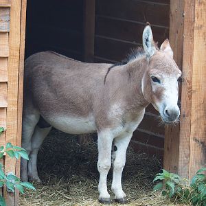 Miniature donkey (Equus africanus asinus), 2022-09-14