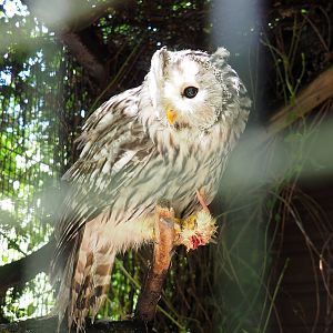 Ural owl (Strix uralensis), 2022-09-15