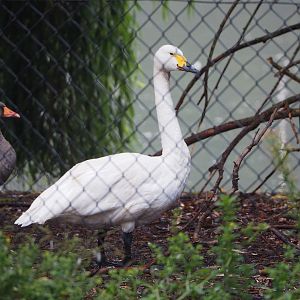 Whooper swan (Cygnus cygnus), 2022-09-15