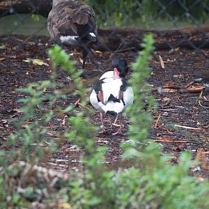 Common shelduck (Tadorna tadorna), 2022-09-15