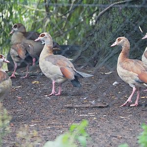 Feral Egyptian geese (Alopochen aegyptiaca), 2022-09-15
