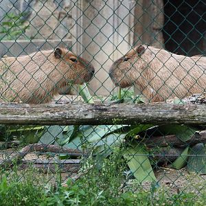 Capybaras (Hydrochoerus hydrochaeris), 2022-09-15