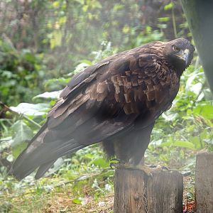 Golden eagle (Aquila chrysaetos), 2022-09-15