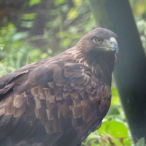Golden eagle (Aquila chrysaetos), 2022-09-15