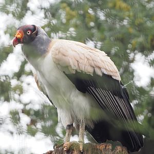 King vulture (Sarcoramphus papa), 2022-09-14