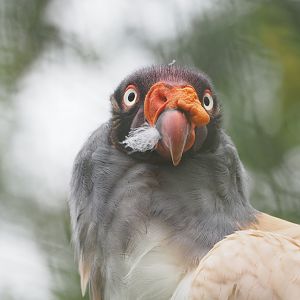 King vulture (Sarcoramphus papa), 2022-09-14