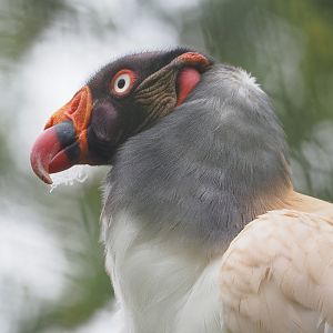 King vulture (Sarcoramphus papa), 2022-09-14