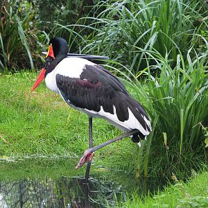 Saddle-billed stork (Ephippiorhynchus senegalensis), 2022-09-14