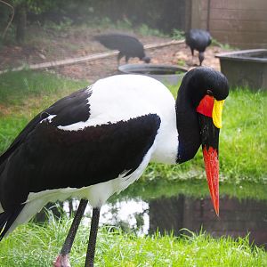 Saddle-billed stork (Ephippiorhynchus senegalensis), 2022-09-15