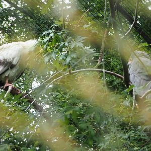 Egyptian vulture (Neophron percnopterus) and African harrier-hawk (Polyboroides typus), 2022-09-15