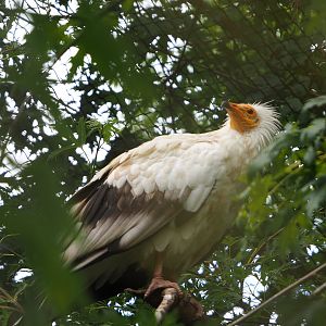 Egyptian vulture (Neophron percnopterus), 2022-09-15