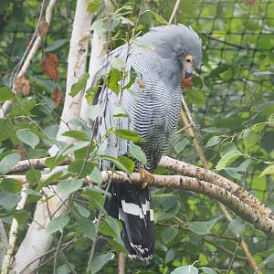 African harrier-hawk (Polyboroides typus), 2022-09-14