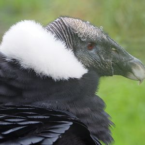 Andean condor (Vultur gryphus), 2022-09-14