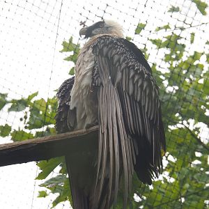 Bearded vulture (Gypaetus barbatus barbatus), 2022-09-14