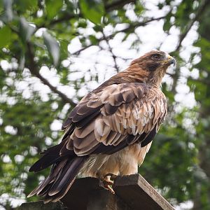 Booted eagle (Hieraaetus pennatus), 2022-09-15
