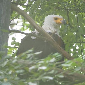 African fish eagle (Haliaeetus vocifer), 2022-09-14