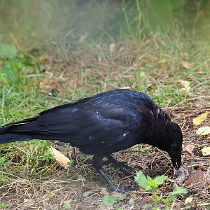 Carrion crow (Corvus corone), 2022-09-15