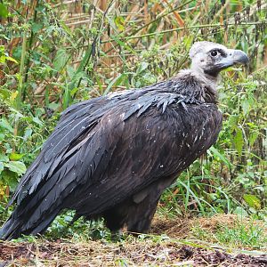 Cinereous vulture (Aegypius monachus), 2022-09-14