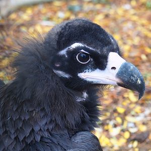 Cinereous vulture (Aegypius monachus), 2022-09-15
