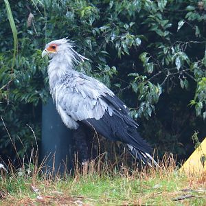 Secretary bird (Sagittarius serpentarius), 2022-09-14