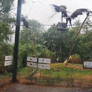 Mixed raptor and vulture aviary, 2022-09-14
