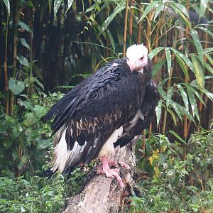 White-headed vulture (Trigonoceps occipitalis), 2022-09-14