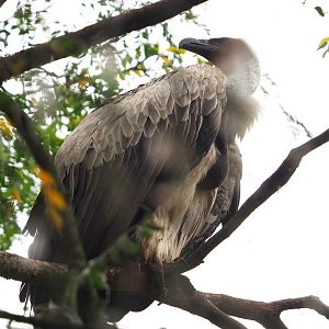 African white-backed vulture (Gyps africanus), 2022-09-14