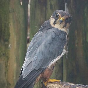 Eurasian hobby falcon (Falco subbuteo subbuteo), 2022-09-14