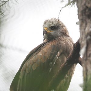 Common black kite (Milvus migrans migrans), 2022-09-14