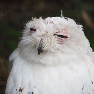 Snowy Owl (Bubo scandiacus), 2022-09-14